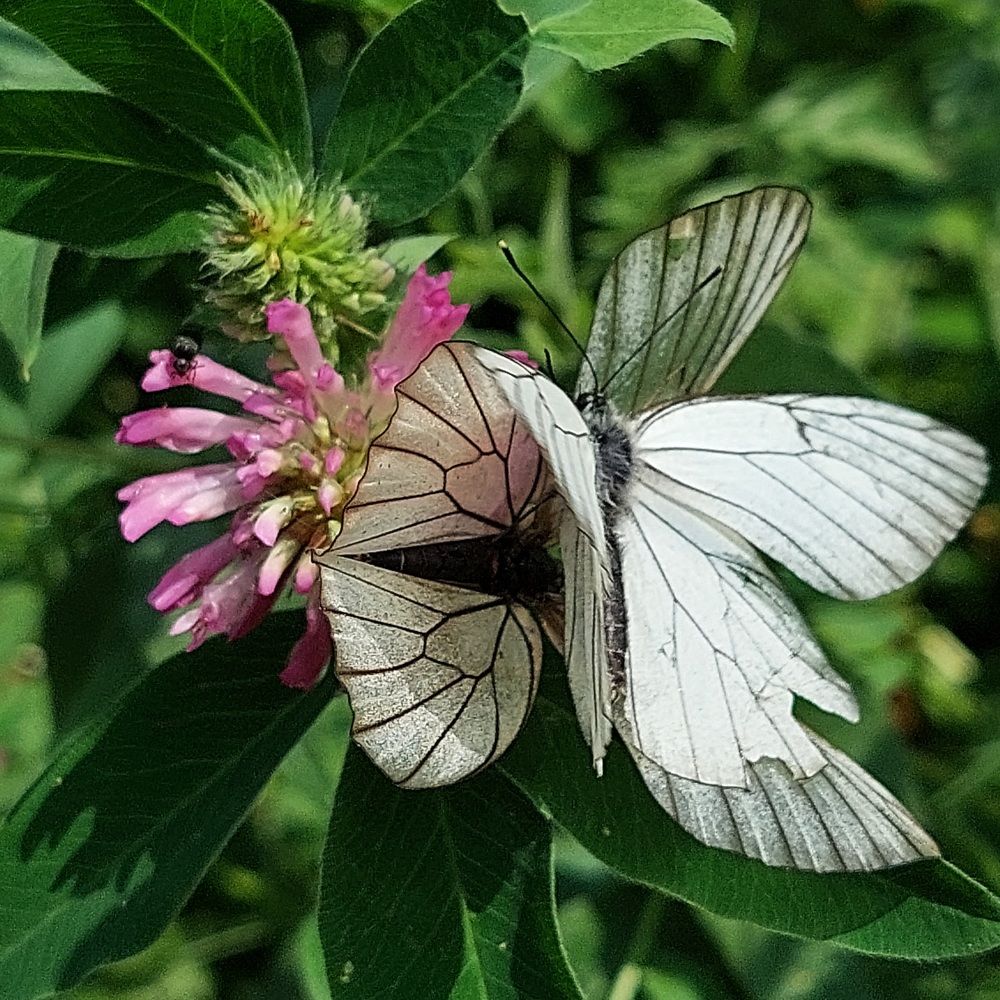 Photograph by Елена Тимченко