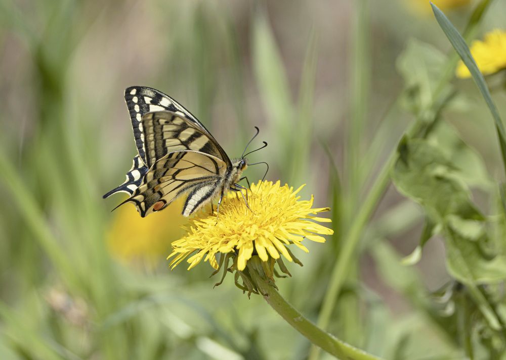 Photograph by Андрей Киселёв