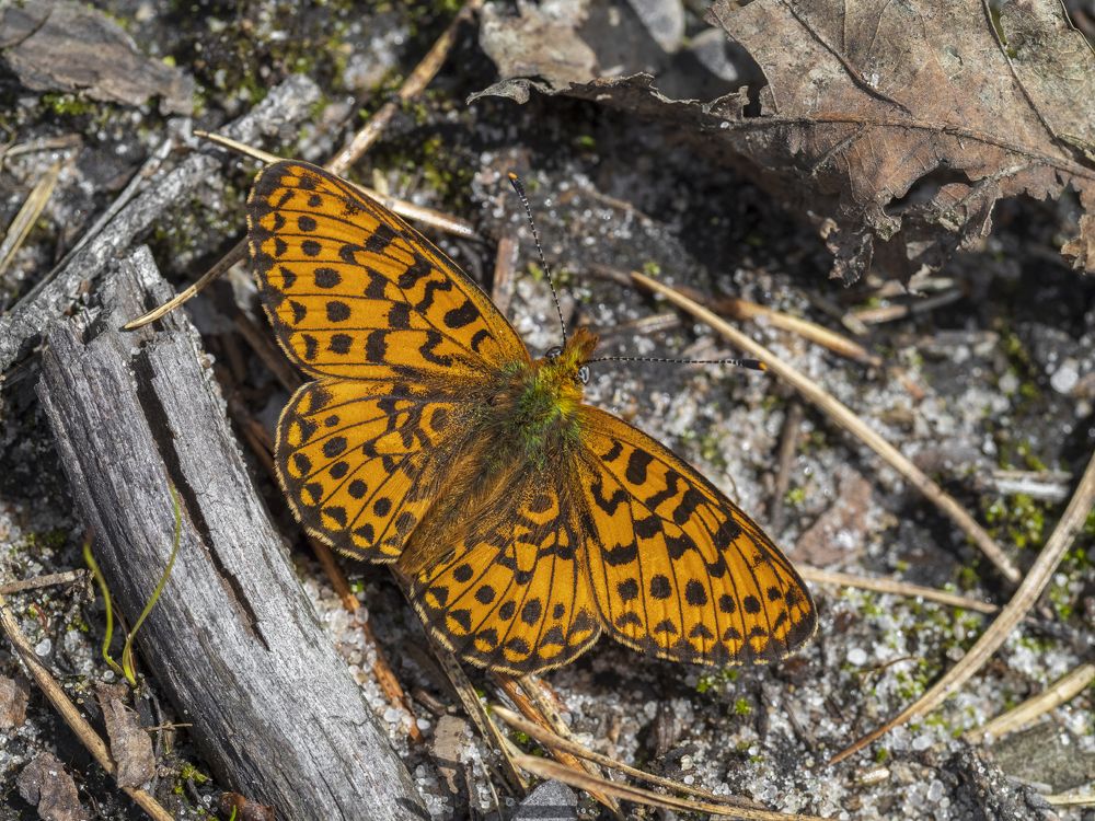 Photograph by Evgeniy Prokoptsov