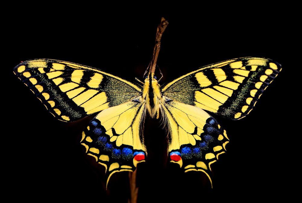 Photograph by Dany Natapov