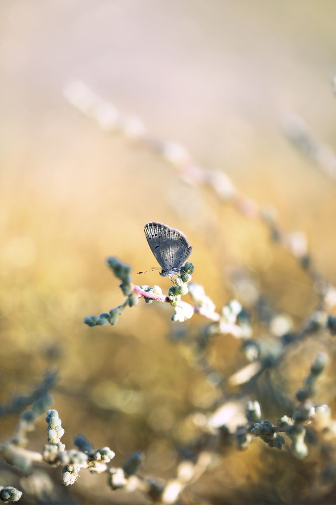 Photograph by ghaniya Almajrafi