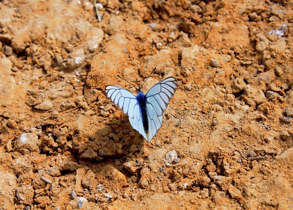 Photograph by Светлана Сафонова