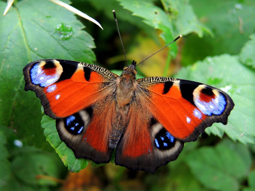 Павлиний глаз