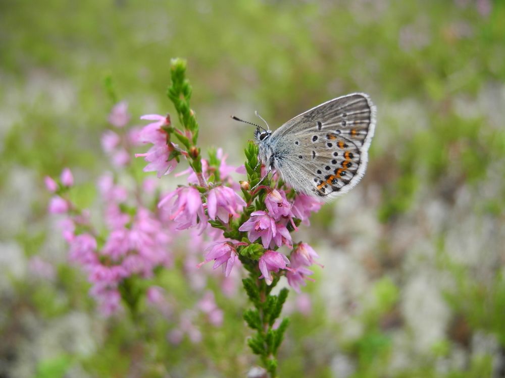 Photograph by Андрей Головин
