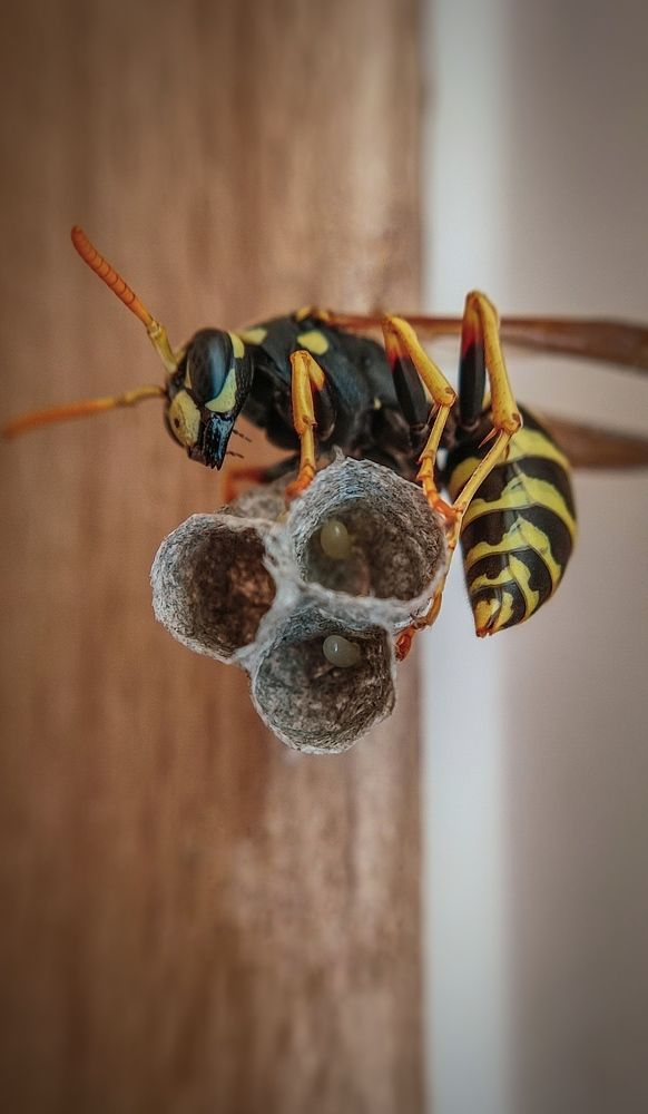 Фотография автора Анастасия Мамаева