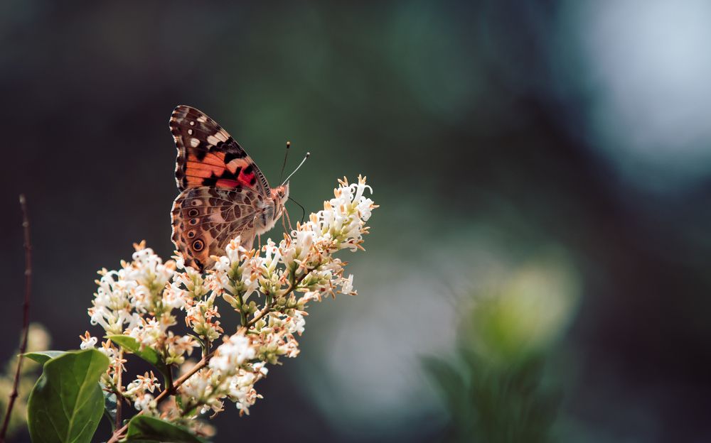 Photograph by Mohammed Rezaiguia