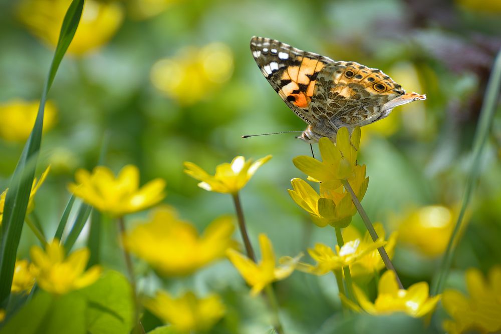 Photograph by Алексей Стариков (AlexOldmanPhoto)