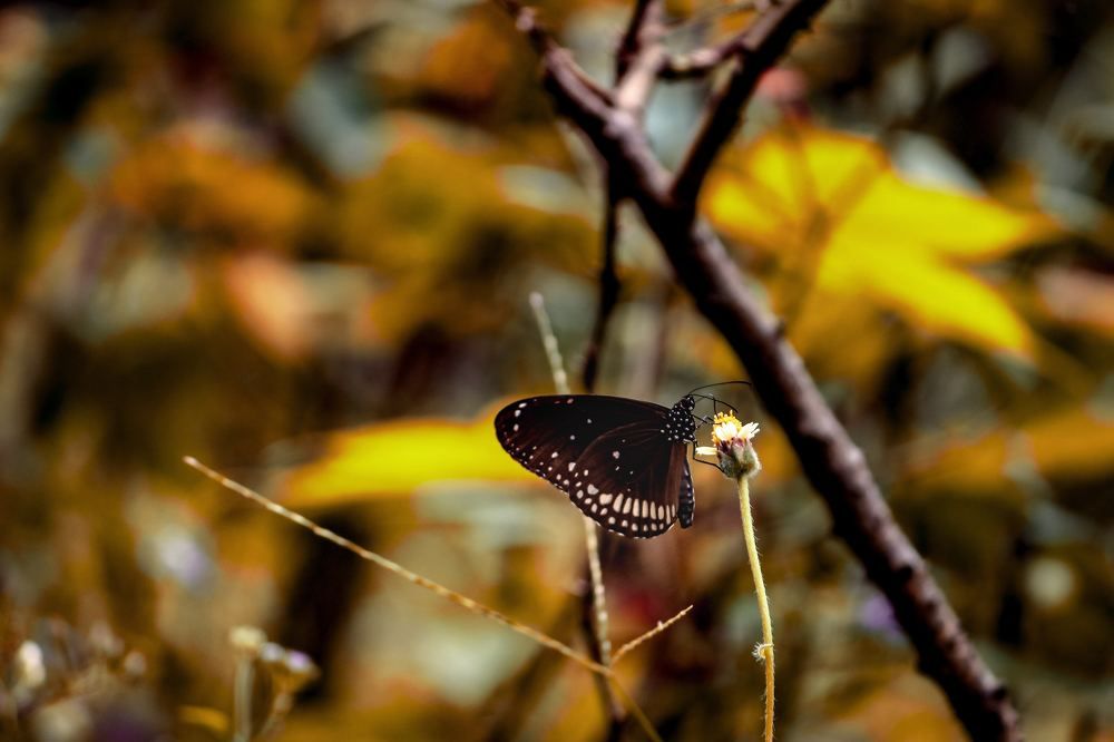 Photograph by Nihar Mane