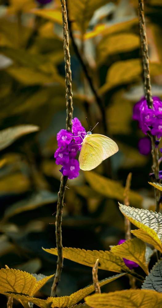 Photograph by Nihar Mane