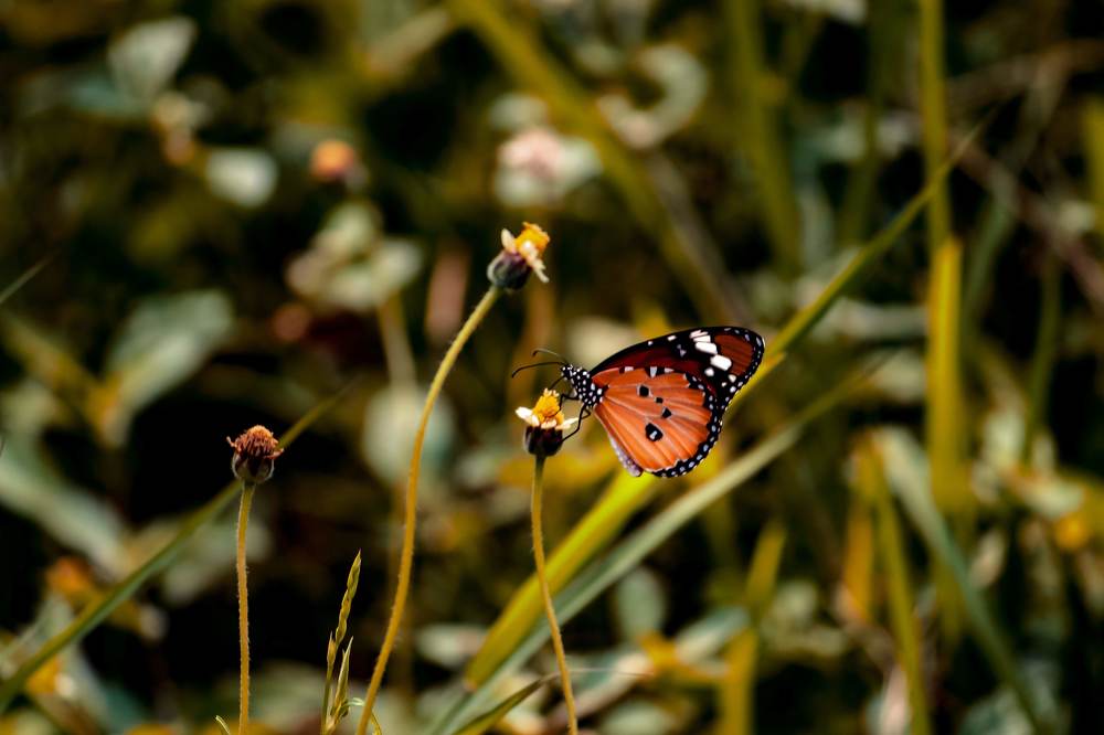 Photograph by Nihar Mane