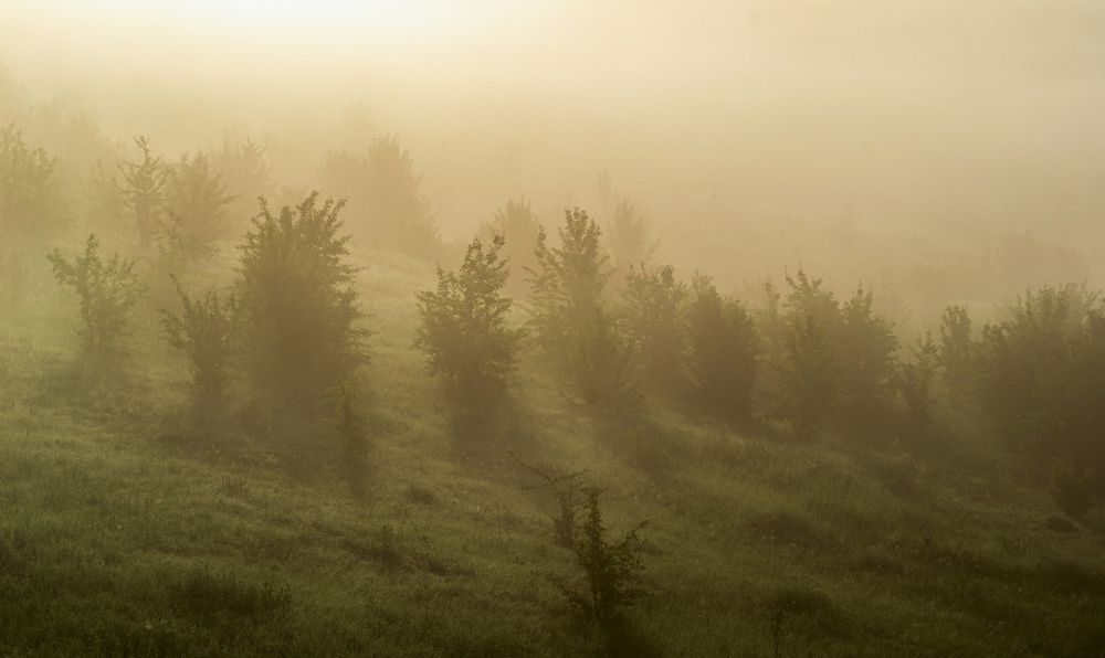 Photograph by Владимир Желтов
