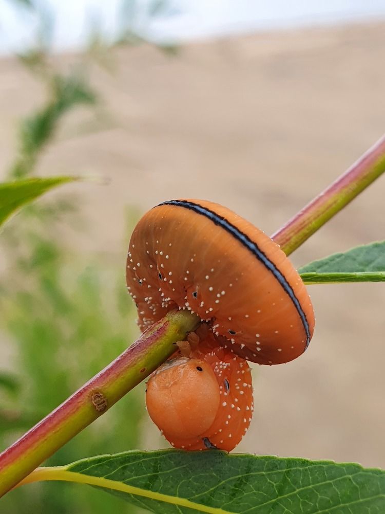 Photograph by Dmitriy Konstantinov