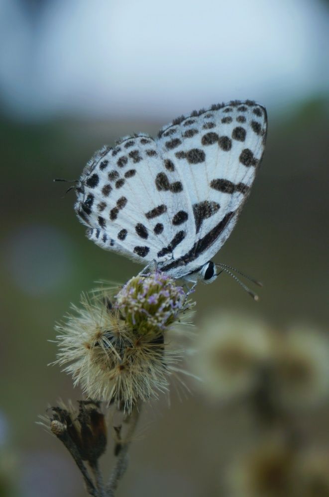 Photograph by Aung Kyaw Soe Aung Kyaw Soe