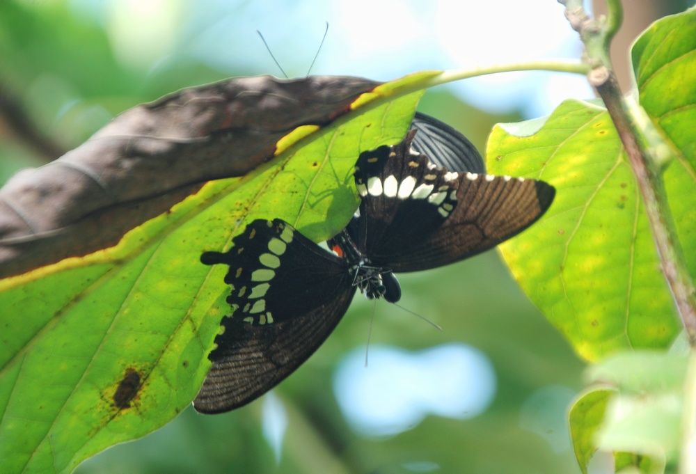 Photograph by Aung Kyaw Soe Aung Kyaw Soe