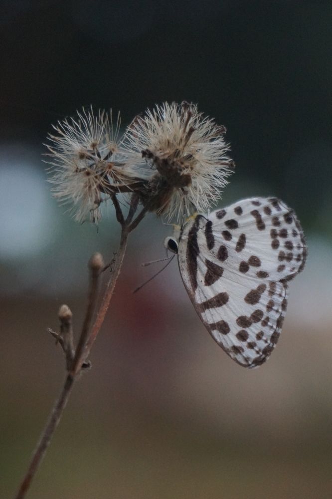 Photograph by Aung Kyaw Soe Aung Kyaw Soe