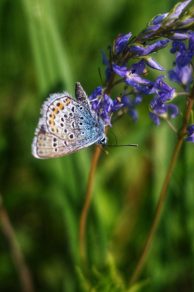 Photograph by Алла Никушкина