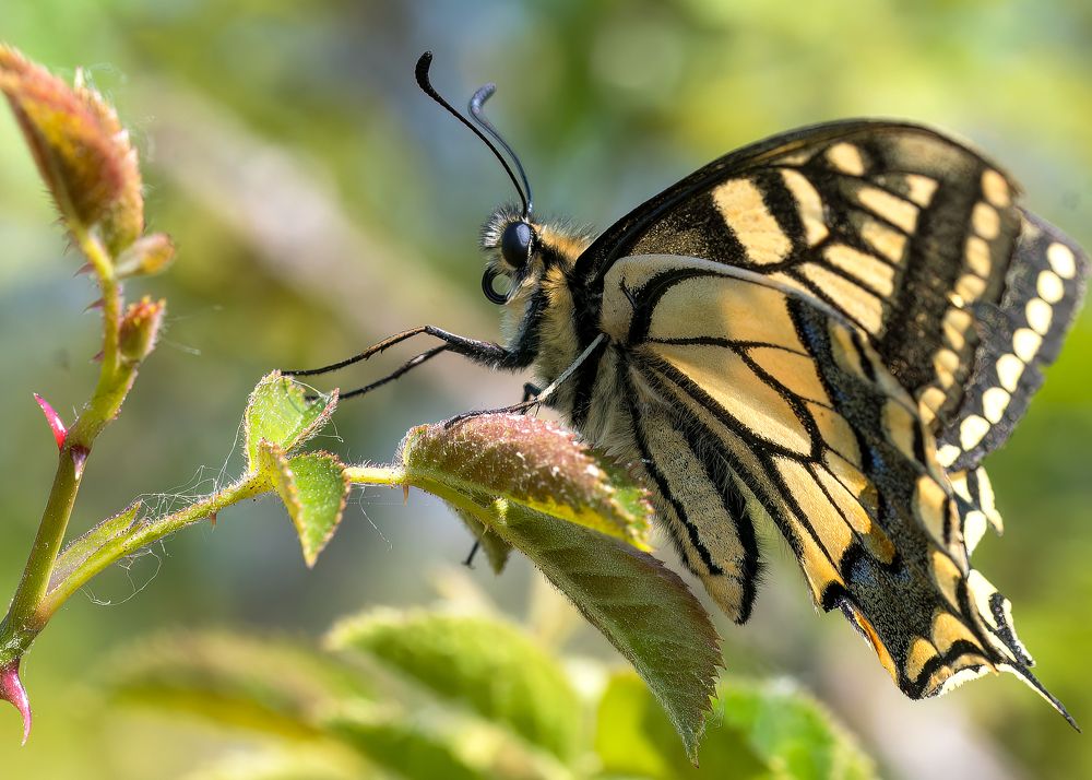 Photograph by Wendy Vanhoudt