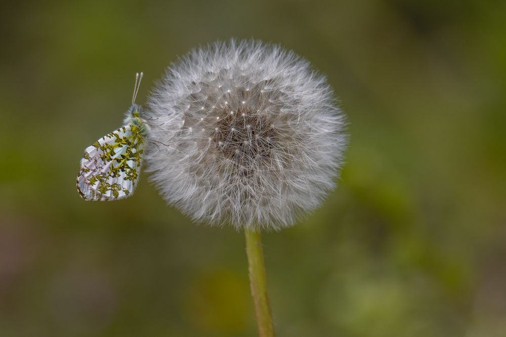 Photograph by Sajkovski Dejan