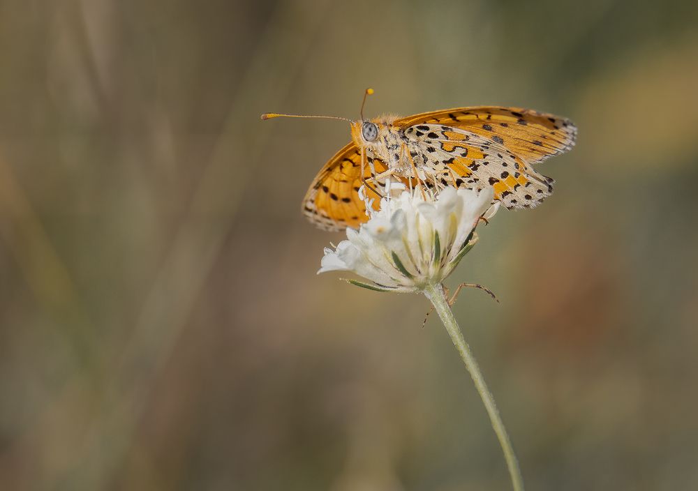 Photograph by Sajkovski Dejan