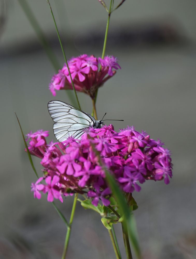 Photograph by Марина Хаева