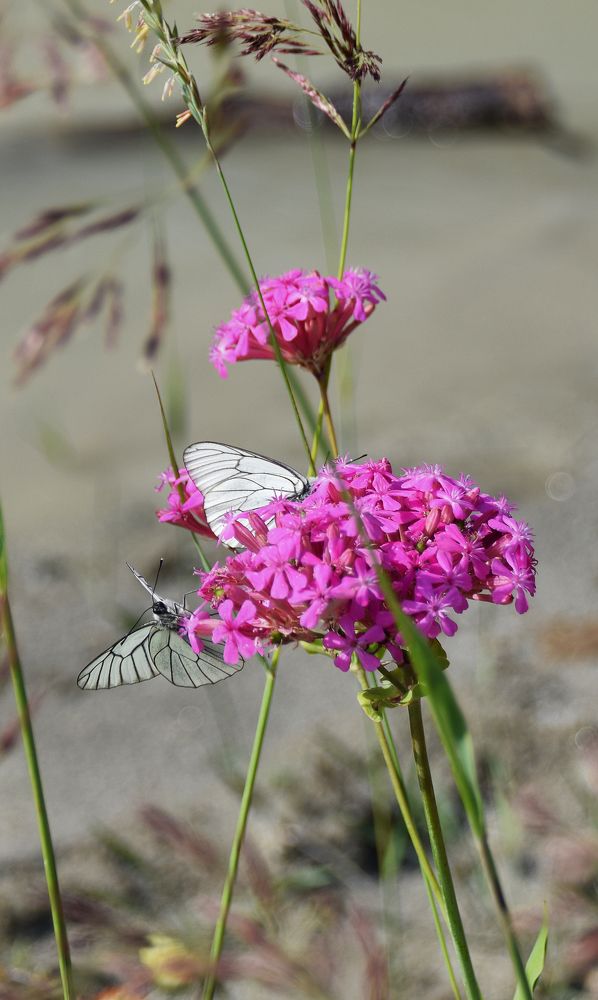 Photograph by Марина Хаева