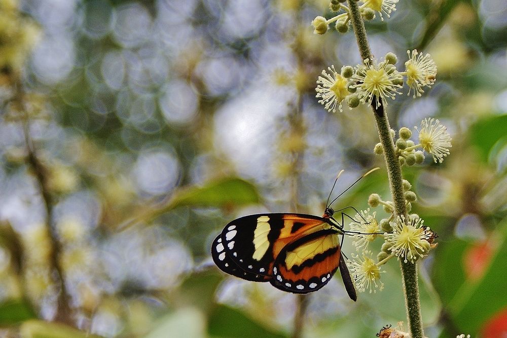 Photograph by Mauricio Brasilli
