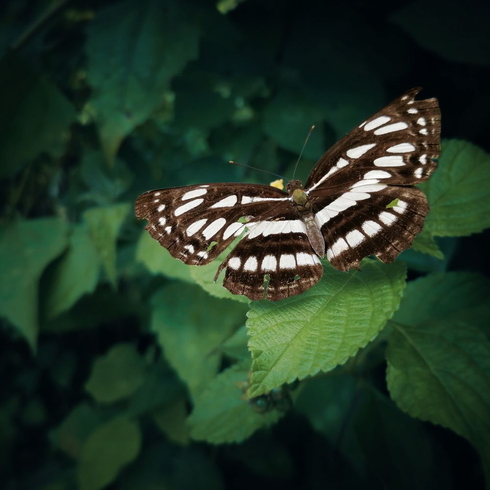 Photograph by Gihan Chamara