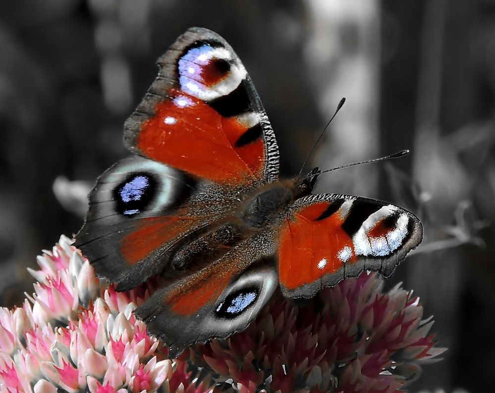 Фотография автора Роман Савоцкий