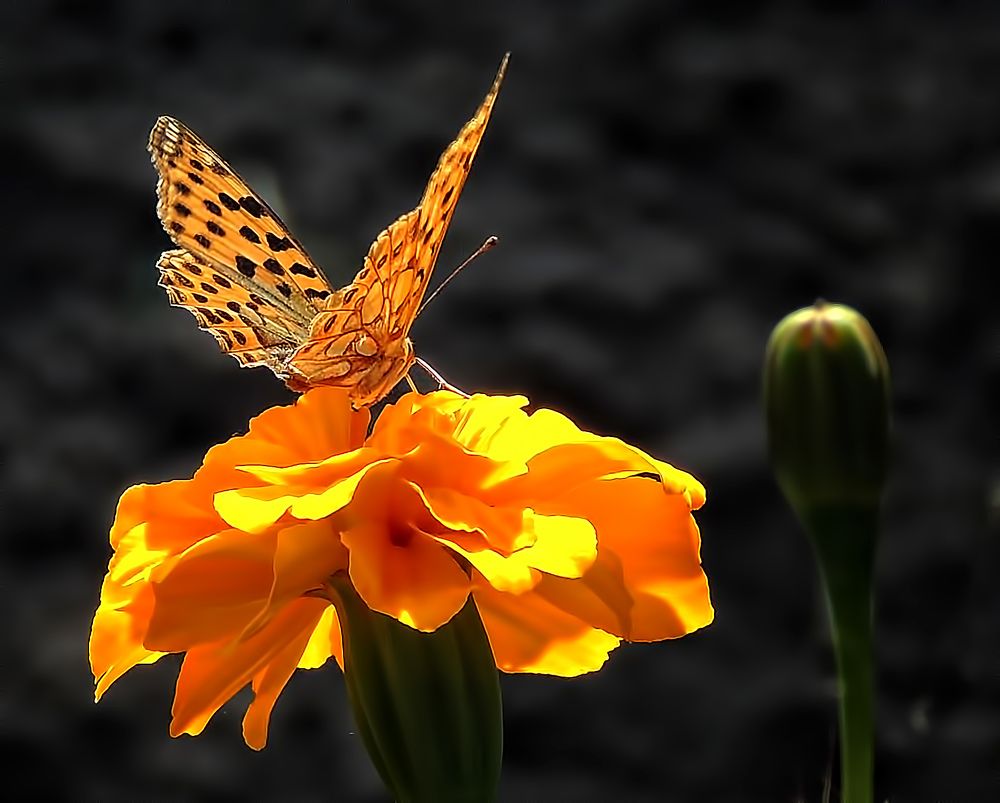 Фотография автора Роман Савоцкий