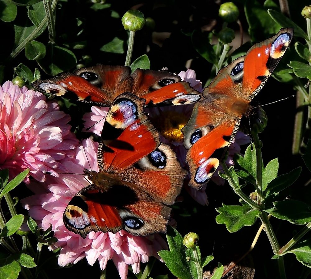 Photograph by Савоцкий Роман