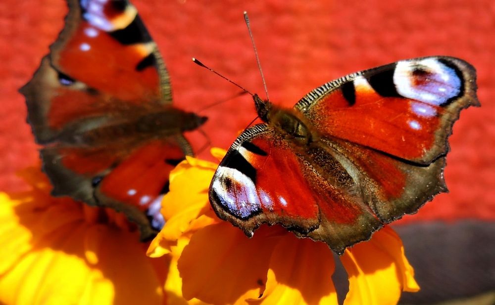 Photograph by Савоцкий Роман