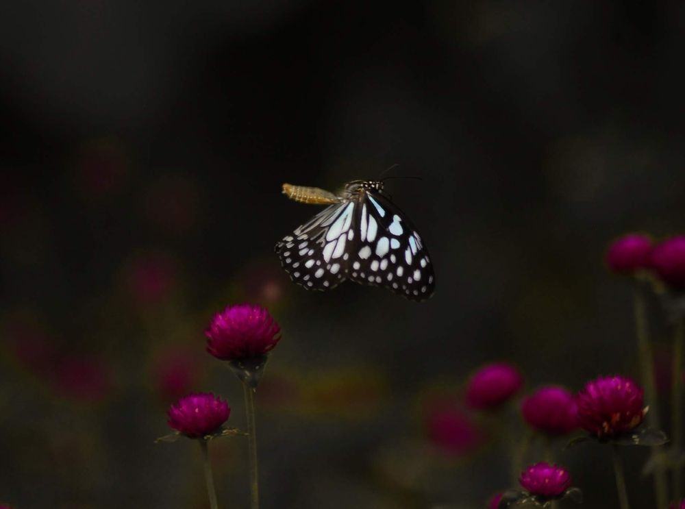 Photograph by George S George