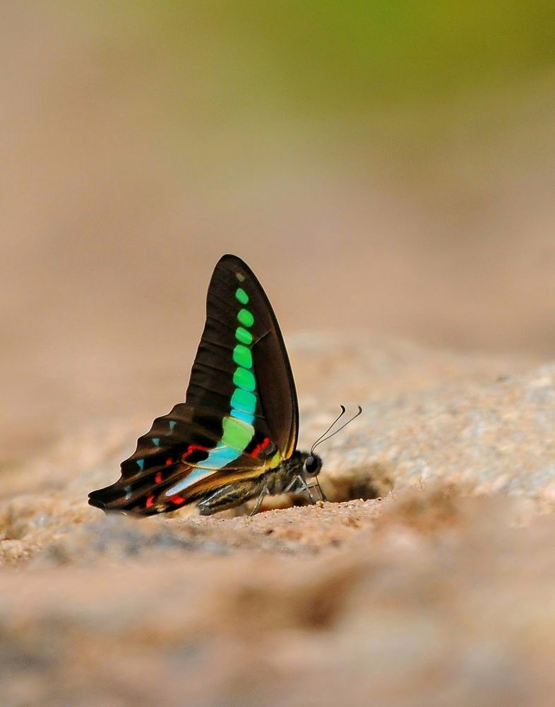 Photograph by George S George