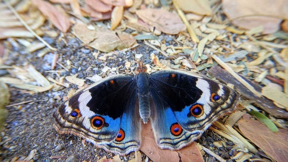 Blue pansy