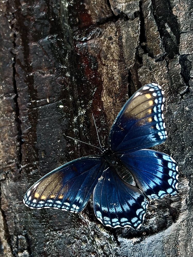 Фотография автора Olga Kichkaila