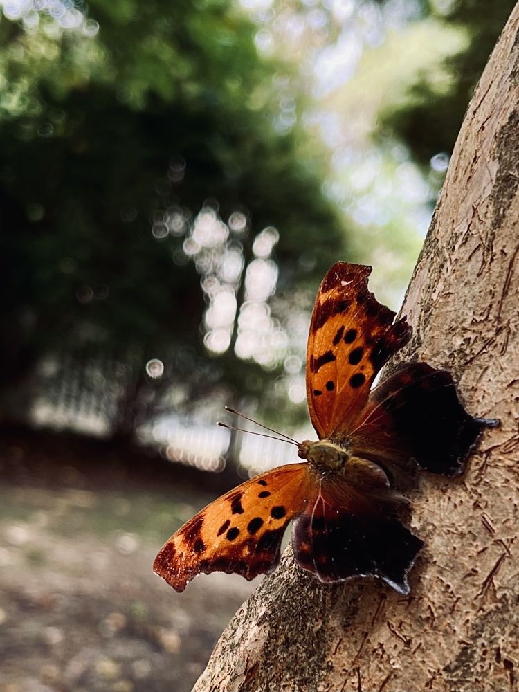 Фотография автора Olga Kichkaila