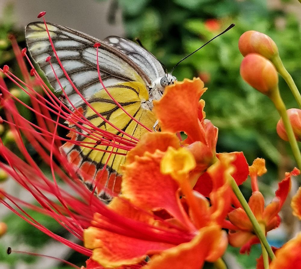 Photograph by Anil Yadav