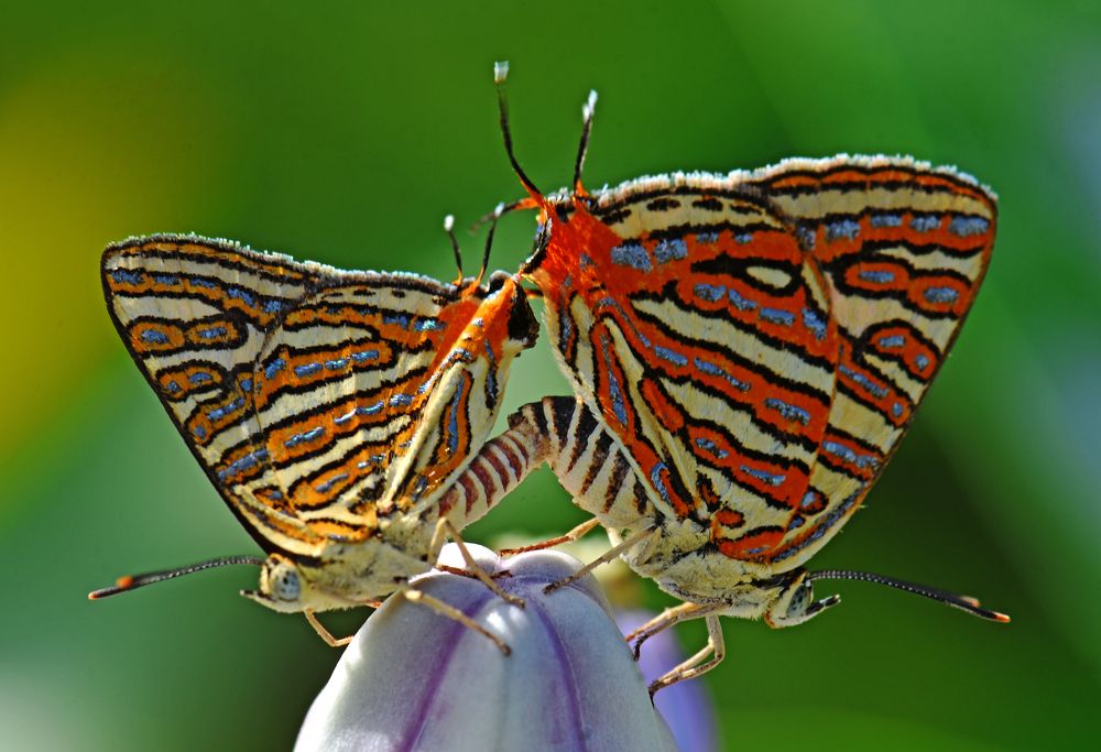 Photograph by CHINMOY BISWAS