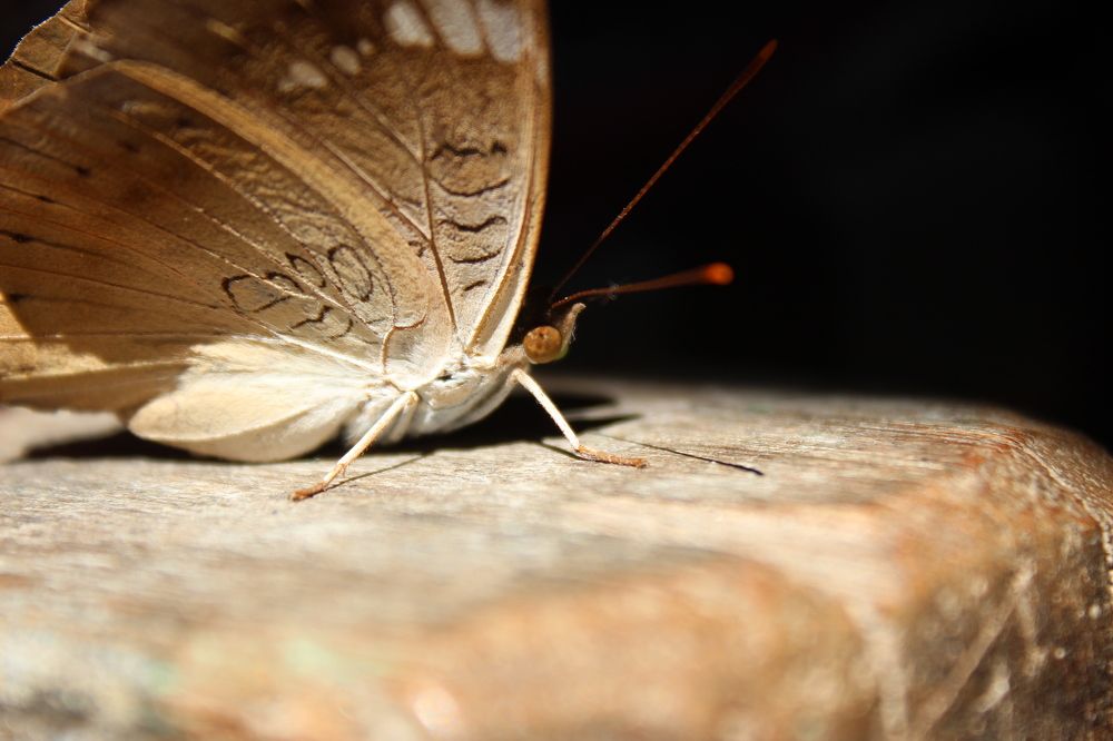 The wings of hope carry us high over the winds of life.