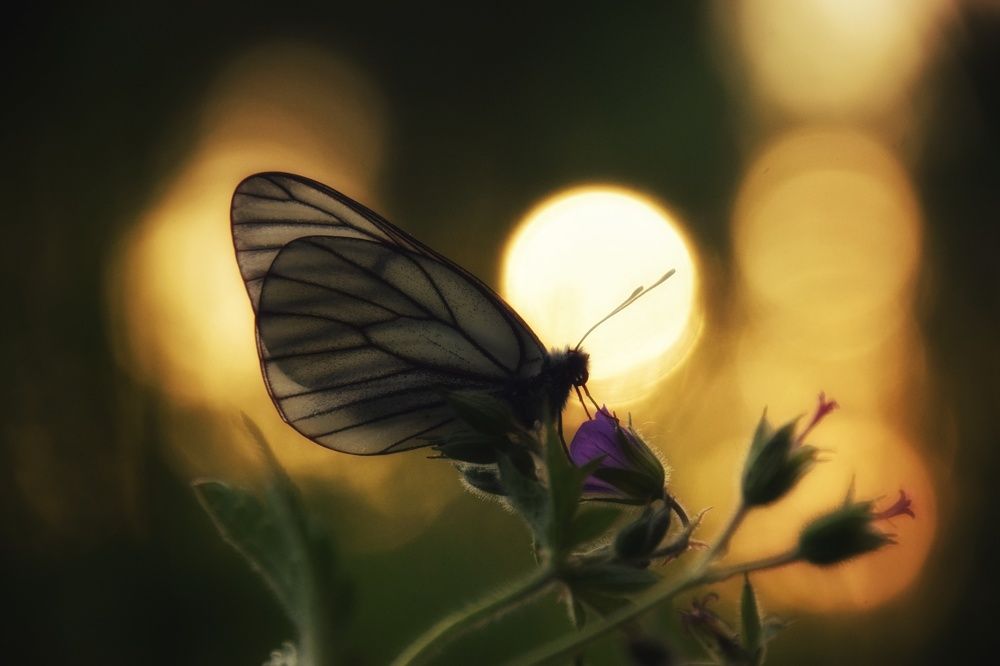 Photograph by Митюшкова Алёна