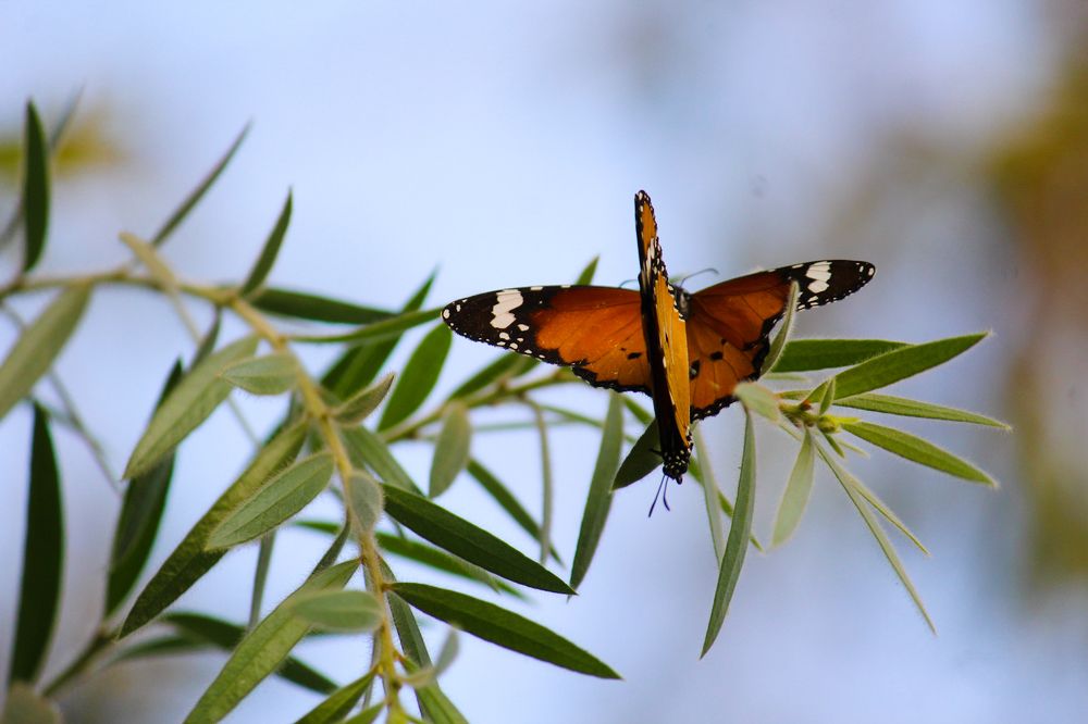 Photograph by Nishant Raj