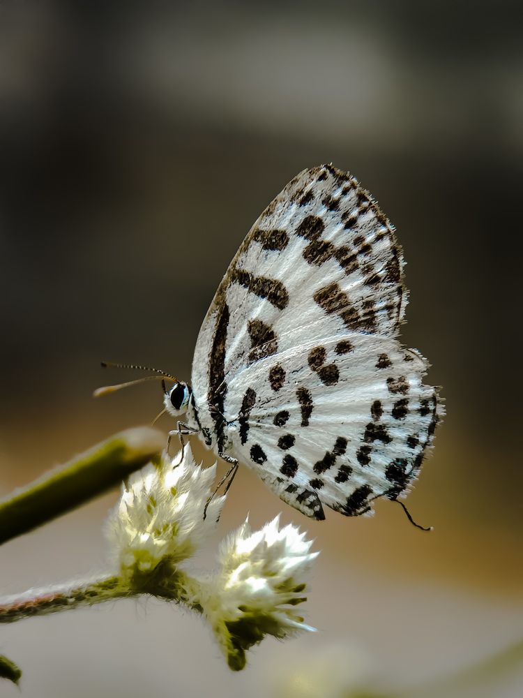 Photograph by Mridhula P M