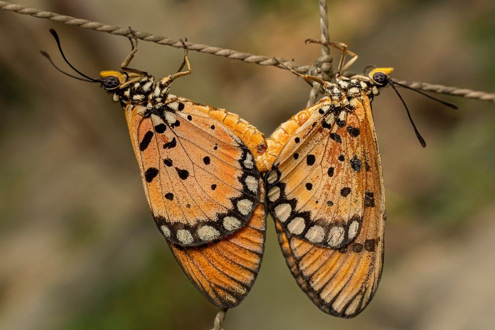 Mating of Tawny Coster