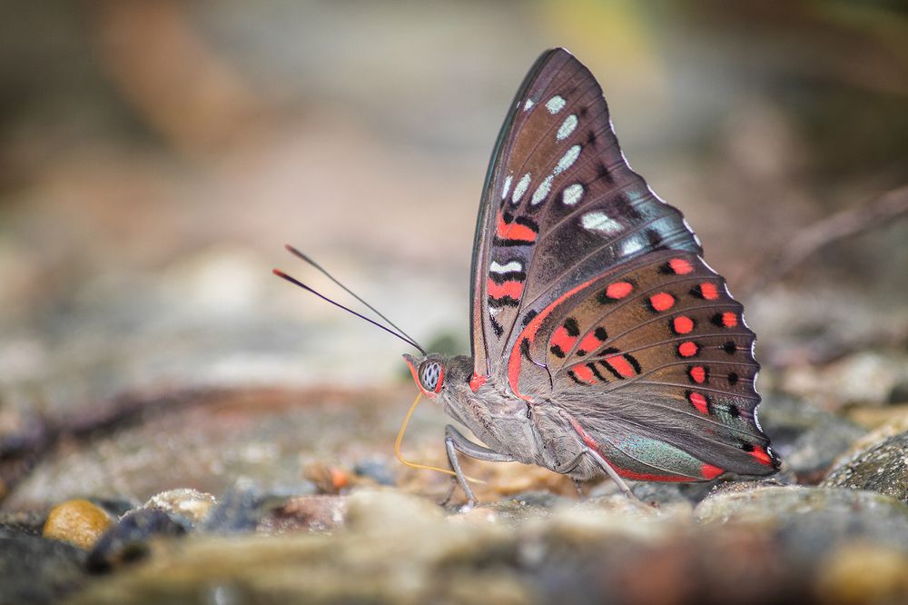 Mud puddling of Gaudy Baron