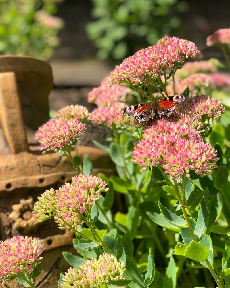 Photograph by Ирина Панюк