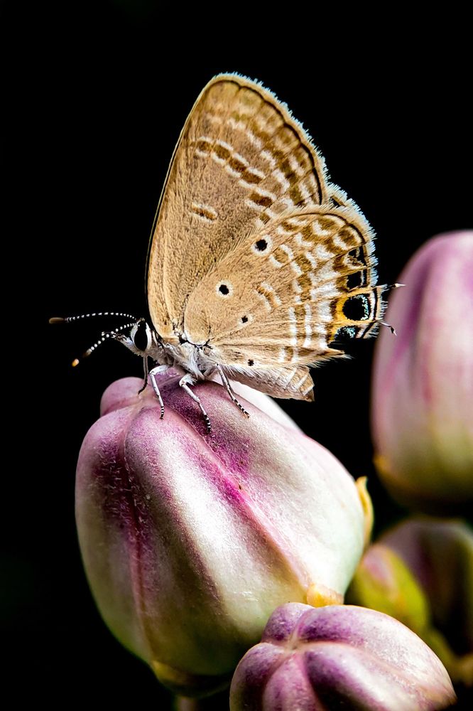 Photograph by sandhya kudli