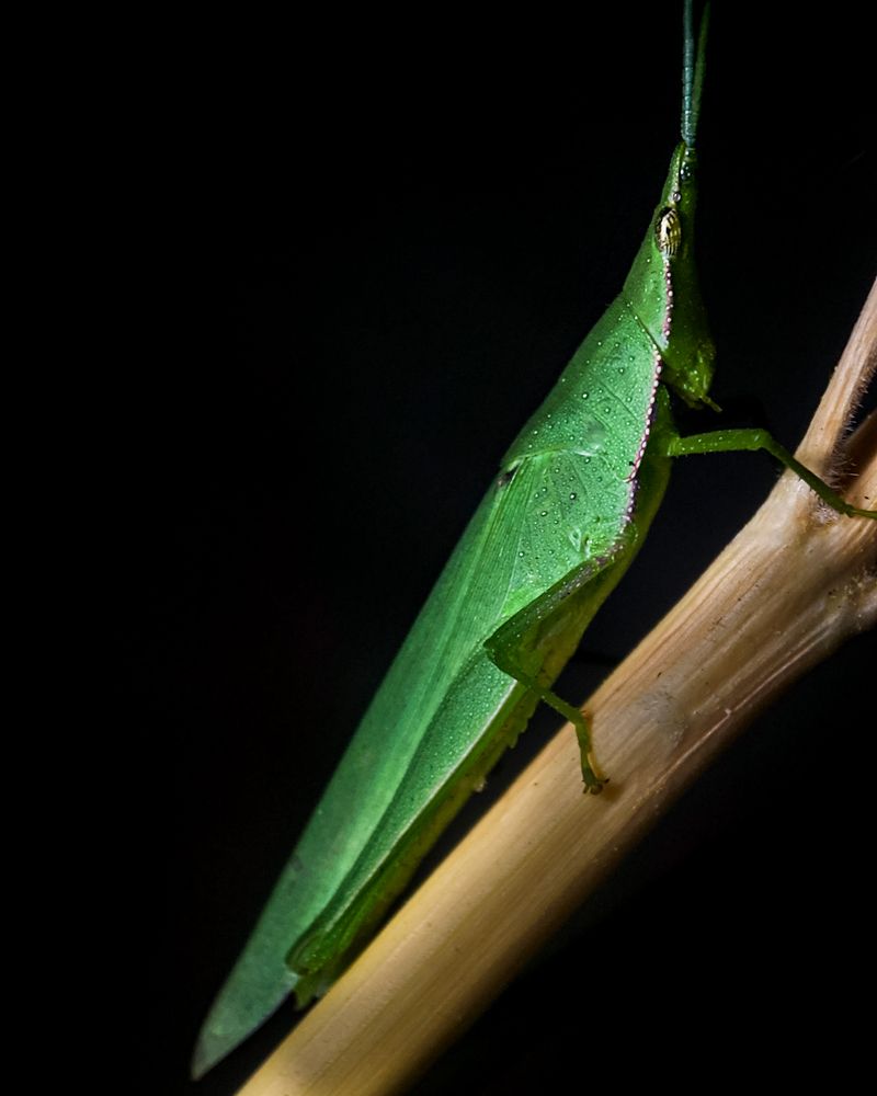 Photograph by sandhya kudli