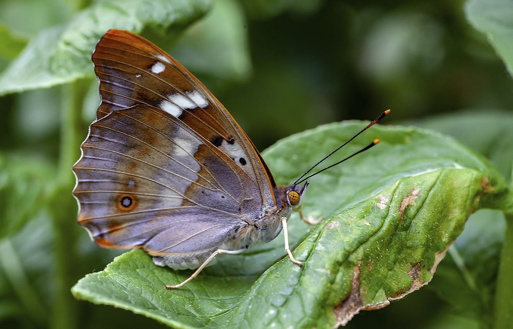 Когда сложены крылья
