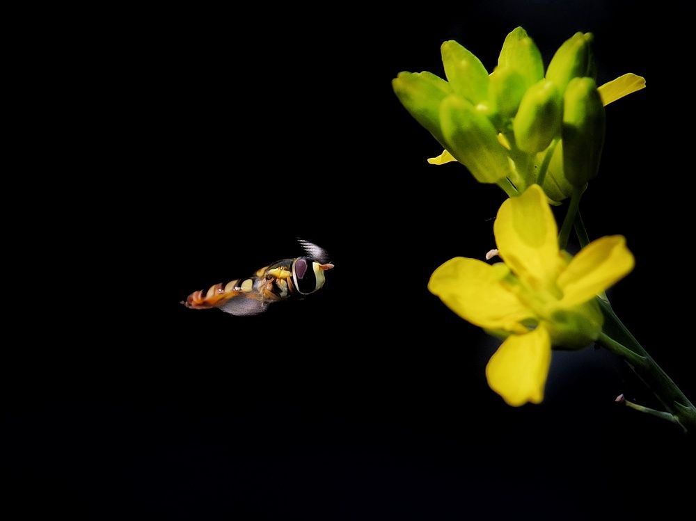 Фотография автора Ramprasad Das