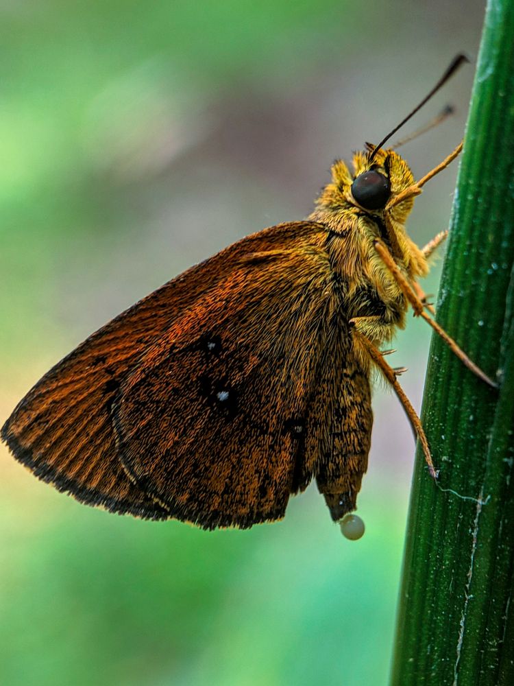 Photograph by sandhya kudli